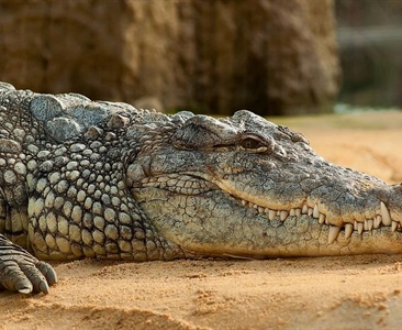 Starší muž, pláž, spacák a krokodýl